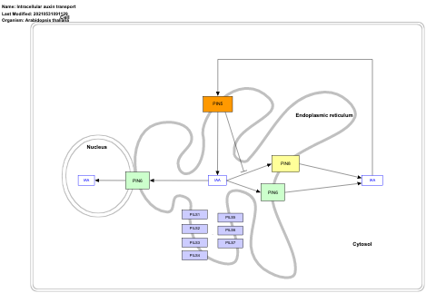 Intracellular auxin transport