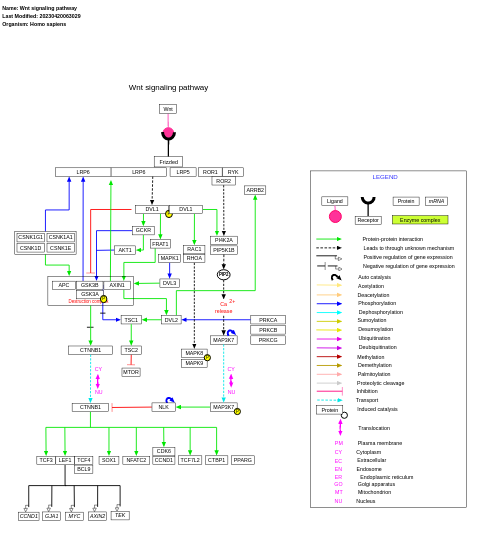 Wnt signaling pathway