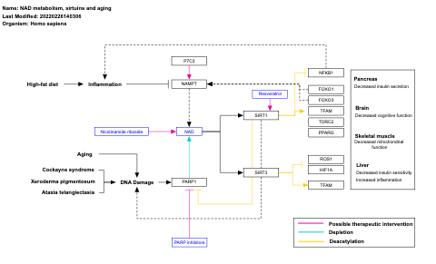 NAD metabolism, sirtuins and aging