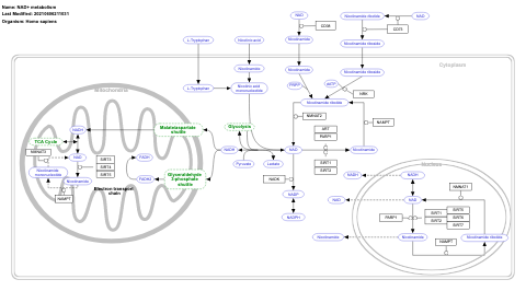 NAD+ metabolism