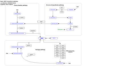 NAD+ biosynthetic pathways