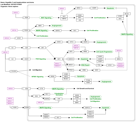 Hepatitis C and hepatocellular carcinoma