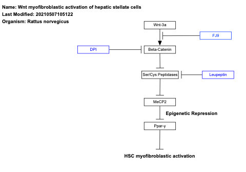 Wnt myofibroblastic activation of hepatic stellate cells