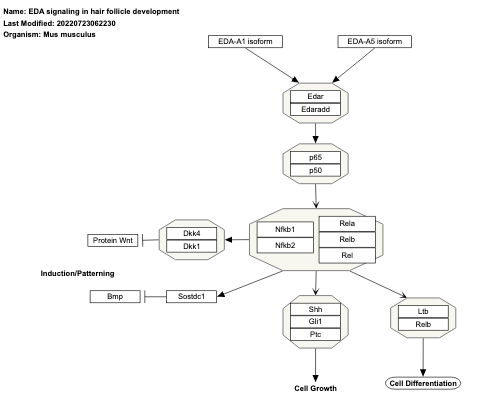 EDA signaling in hair follicle development