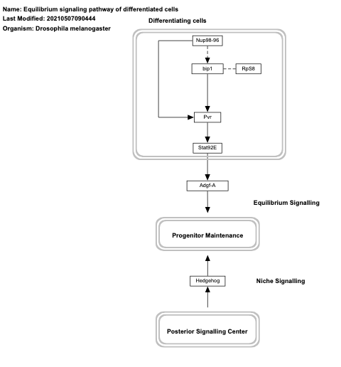 Equilibrium signaling pathway of differentiated cells