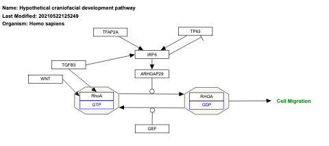 Hypothetical craniofacial development pathway