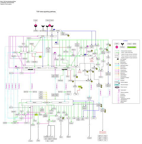 TGF-beta signaling pathway