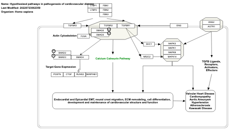 Hypothesized pathways in pathogenesis of cardiovascular disease