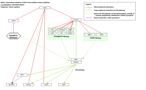 Interactions between LOXL4 and oxidative stress pathway