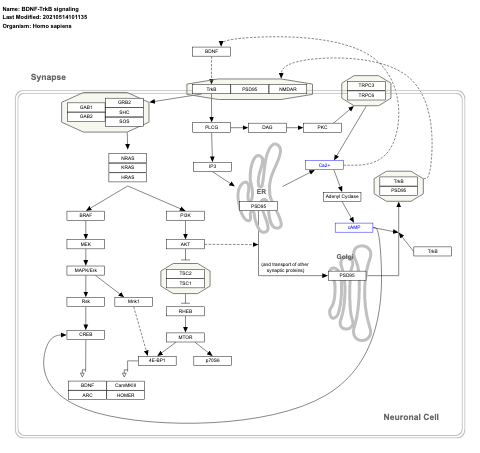 BDNF-TrkB signaling