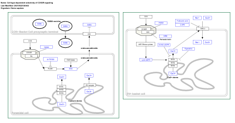 Cell-type dependent selectivity of CCK2R signaling