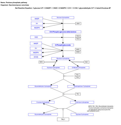 Pentose phosphate pathway