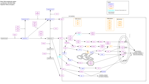 Renin-angiotensin system