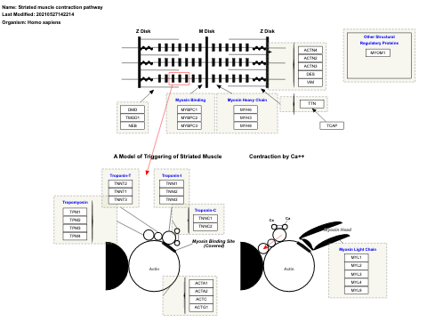 Striated muscle contraction pathway