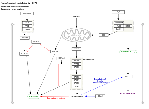 Apoptosis modulation by HSP70