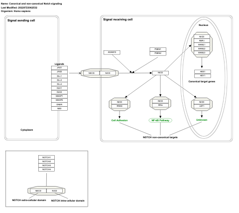 Canonical and non-canonical Notch signaling