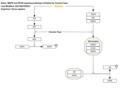 MAPK and NFkB signaling pathways inhibited by Yersinia YopJ