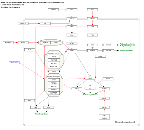 Factors and pathways affecting insulin-like growth factor (IGF1)-Akt signaling