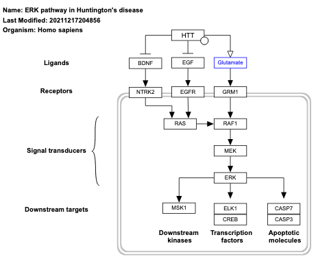 ERK pathway in Huntington's disease