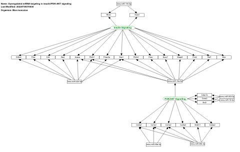 Dysregulated miRNA targeting in insulin/PI3K-AKT signaling