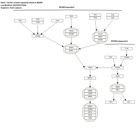 Toll-like receptor signaling related to MyD88