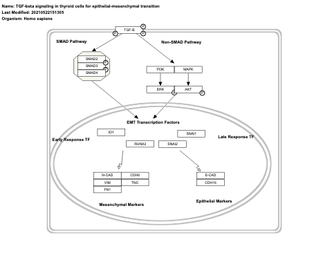 TGF-beta signaling in thyroid cells for epithelial-mesenchymal transition