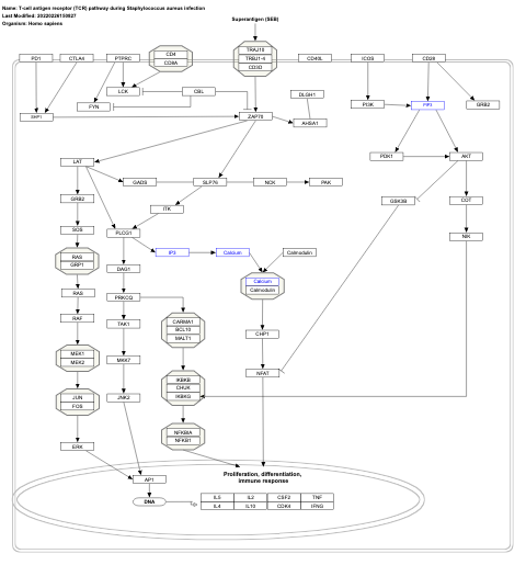 T-cell antigen receptor (TCR) pathway during Staphylococcus aureus infection