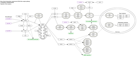 Novel intracellular components of RIG-I-like receptor pathway
