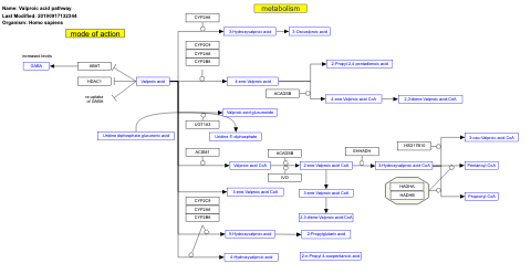 Valproic acid pathway
