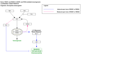RIOK1 and RIOK2 in EGFR- and PI3K-mediated tumorigenesis