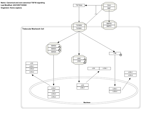 Canonical and non-canonical TGF-B signaling
