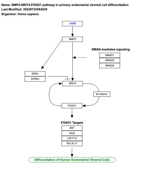 BMP2-WNT4-FOXO1 pathway in primary endometrial stromal cell differentiation