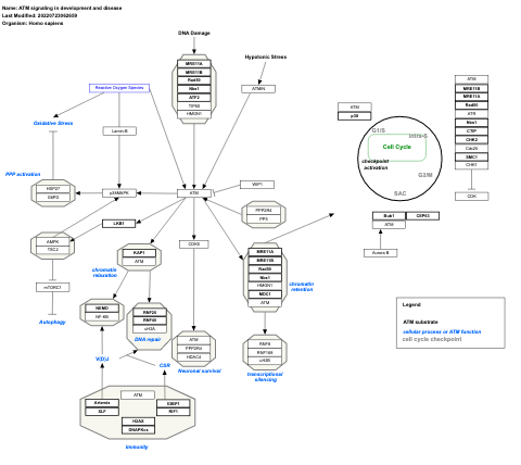 ATM signaling in development and disease 