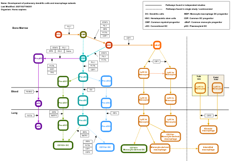 Development of pulmonary dendritic cells and macrophage subsets