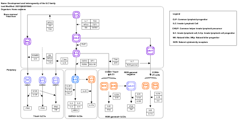 Development and heterogeneity of the ILC family