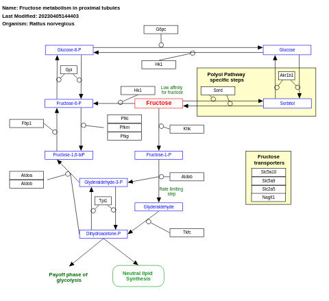 Fructose metabolism in proximal tubules