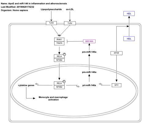 ApoE and miR-146 in inflammation and atherosclerosis