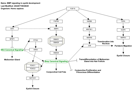 BMP signaling in eyelid development