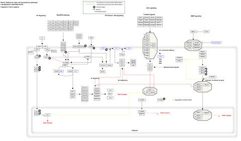 Embryonic stem cell pluripotency pathways