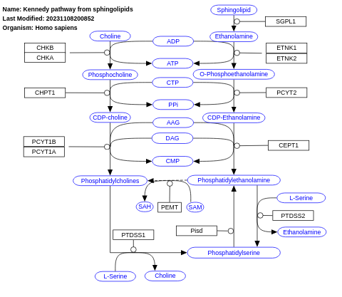 Kennedy pathway from sphingolipids