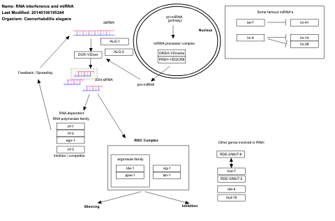 RNA interference and miRNA
