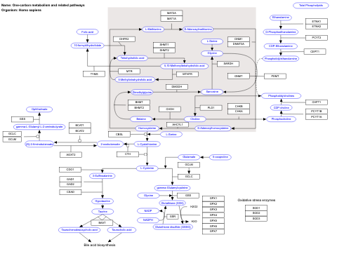 One-carbon metabolism and related pathways