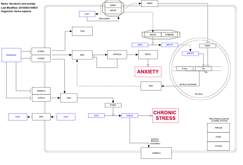Serotonin and anxiety