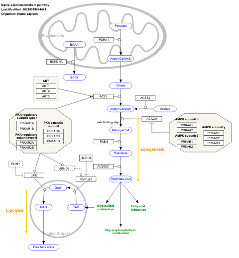 Lipid metabolism pathway
