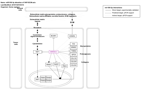 miR-509-3p alteration of YAP1/ECM axis