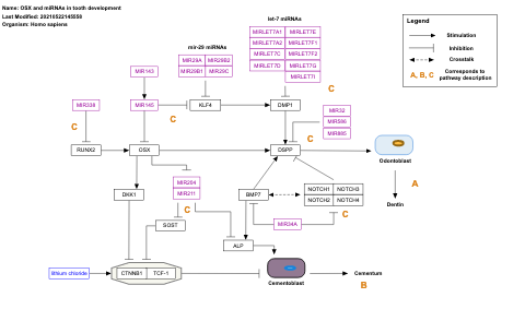 OSX and miRNAs in tooth development