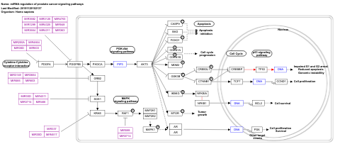 miRNA regulation of prostate cancer signaling pathways
