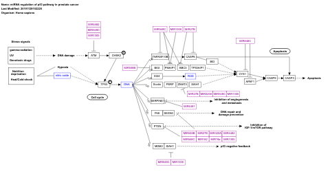 miRNA regulation of p53 pathway in prostate cancer