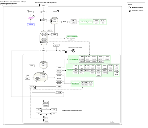 Clear cell renal cell carcinoma pathways