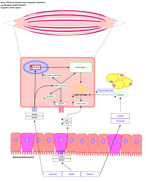 SCFA and skeletal muscle substrate metabolism